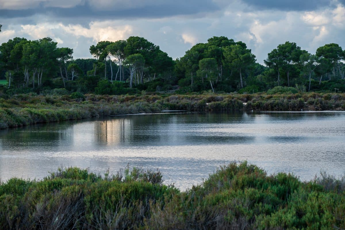 Ses Salines